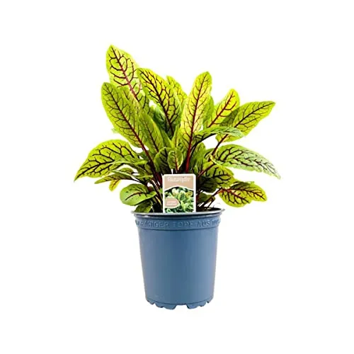 Rumex sanguineus var. sanguineus - Blutampfer im 11x11 cm Topf - Dekorative Blattschmuckstaude mit intensiv grünen Blättern und weinroten Adern. Ideal für Gruppenpflanzungen oder als Solitär. Pflegeleicht und winterhart, bringt frische Struktur in jeden Garten.