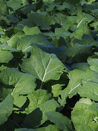 Bremer Scheerkohl (Brassica rapa) 500 Samen Schnittkohl