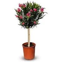 Pflanzen Rot von Sunny Tree