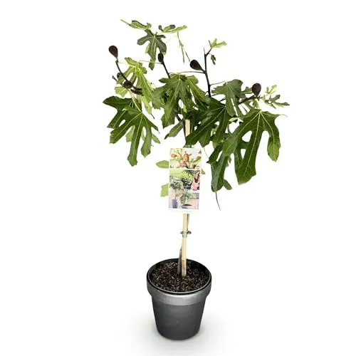 GreenboutiQ von Green boutiQ