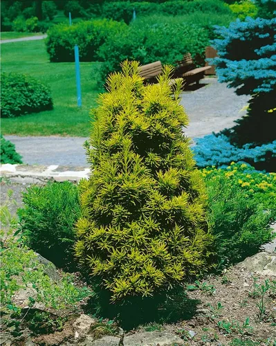 Pflanzen für Dich Konifere Taxus baccata Germer's Gold, 1 St., Eibe, Gemeine Eibe, Gold-Eibe, goldgelb, schnittverträglich