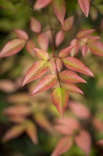 Nandina domestica 30-40 cm - Himmelsbambus - Immergrüner Strauch mit weißen Blüten und roten Beeren, ideal für Kübel und Hecken. Pflegeleicht und winterhart bis -10 °C, perfekt für Anfänger und Vielbeschäftigte.