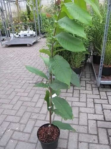 Asimina triloba Sunflower von Baumschule