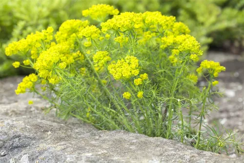 Pflanzen für Dich Staude Euphorbia cyparissias, 1 St., Zypressen-Wolfsmilch, Zypressenblättrige Wolfsmilch