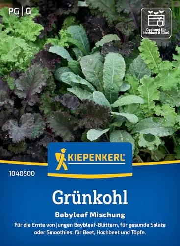 Kiepenkerl Grünkohlsamen Babyleaf Mischung 1040500 – Gemüsesamen für einen leckeren Grünkohl mit einer Wuchshöhe von 10 bis 20 cm und einem Inhalt für 350 Pflanzen - Saatgut
