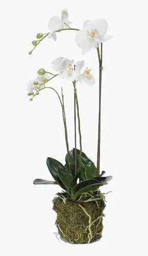 artplants.de Künstliche Orchidee Phalaenopsis Pabla im Erdballen, weiß-gelb, 70cm - Elegante Kunstorchidee mit 3 Zweigen und 10 realistisch aussehenden Blüten. Ideal für kreative Deko-Projekte, als Geschenk oder in Vasen. Der edle Erdballen sorgt für Stabilität und ansprechende Optik.