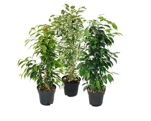 Exotenherz Ficus benjamini 3er Set Anastasia, Twighlight, Danielle im 17cm Topf - Beliebte Zimmerpflanzen im 3er Set: Ficus 