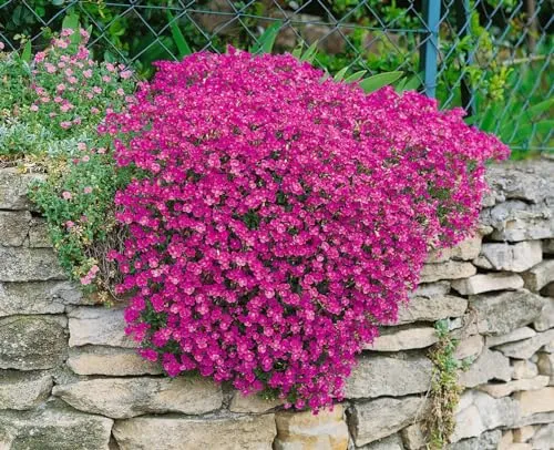 Produktbild Aubrieta x cult. 'Cascade Purple'