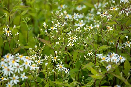 Aster divaricatus 'Tradescant' 9x9 cm Topf – Winterhart, Mehrjährig, Pflegeleicht – Waldaster – Staude für Schattenbeet & Unterpflanzung