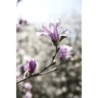 Magnolia loebneri ‘Leonard Messel’ - Edles Ziergehölz mit duftenden Blüten - Ziergehölze, die Loebner-Magnolie begeistert mit sternförmigen, rosafarbenen Blüten und einem feinen Duft. Ideal als Solitärgehölz für Garten oder Terrasse, blüht sie früh und bringt Struktur in jeden Garten.