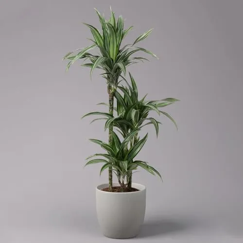 Pflanzen-Kölle Pflanzen von Pflanzen-Kölle