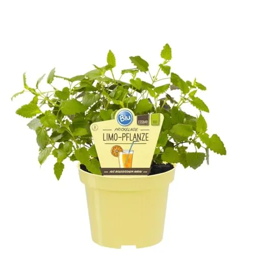 Limonadenpflanze - Limokraut in BIO-Qualität - Agastache mexicana - Kräuterpflanze im 12cm Topf