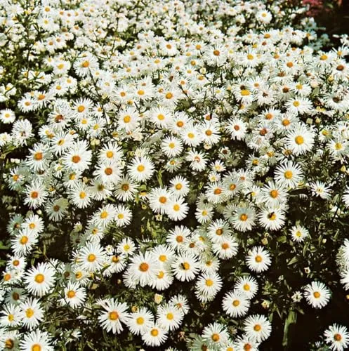 Aster novi-belgii 'Schneeberg' – Weiße Herbstaster im 9x9 cm Topf - Die Aster novi-belgii 'Schneeberg' begeistert mit strahlend weißen Blüten und eignet sich ideal für Gruppenpflanzungen oder als Solitär. Pflegeleicht und winterhart, bringt sie Farbe bis in den Herbst.