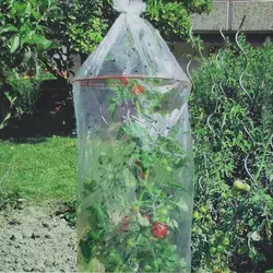 Tomatenreifhaube, 3er Set, gelocht, mit Abstandsringen