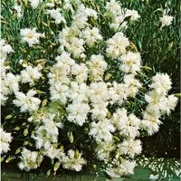Dianthus Deltoides Albus Heidenelke Ca. 9x9 cm Topf