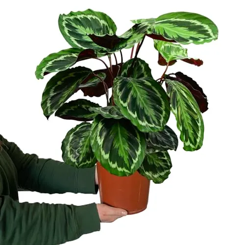 Calathea Medallion No.19 – 70–80 cm hoch, tierfreundliche Zimmerpflanze - Kräutersamen & -pflanzen – beeindruckende Blätter und pflegeleicht, ideal für tierfreundliche Haushalte und luftreinigend für ein gesundes Wohnklima.