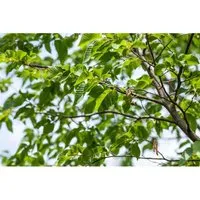 Ostrya Carpinifolia Hopfenbuche 60–100 cm – Eleganter Zierbaum - Die Hopfenbuche ist ein vielseitiger Zierbaum mit dekorativem Laub und fruchtigen Kätzchenblüten. Ideal für Gärten, robust und pflegeleicht, verleiht sie jedem Garten einen besonderen Charme.
