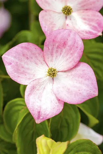 Cornus Kousa 'Satomi' – Japanischer Blumen-Hartriegel in Rosa (60–80 cm) - Der elegante Japanische Blumen-Hartriegel 'Satomi' begeistert mit rosa Blüten und spektakulärer Herbstfärbung. Ideal als Solitärgehölz für Garten und Terrasse, bringt er Farbe und Struktur in jeden Außenbereich.