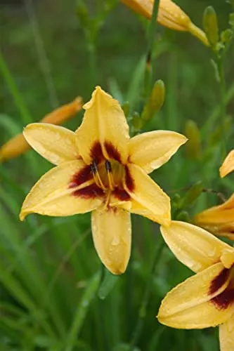 Produktbild Hemerocallis x cult. 'Bonanza' ca. 11x11 cm Topf