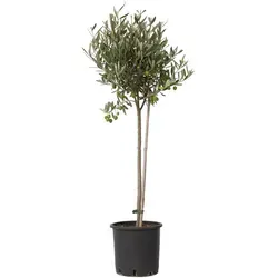 Plant in a Box - Olivenbaum - Olea Europaea - 80-90 cm Höhe - Baumsamen & -pflanzen, mediterraner Flair mit echten Oliven und winterhart, ideal für Garten, Balkon oder Terrasse.