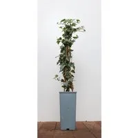 Hedera Helix Eva Efeu Grün-Gelb 40–60 cm