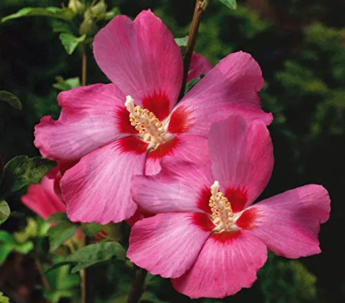 Dehner Hibiskus Silke, Garten-Eibisch mit rosa-roten Blüten - Zierstrauch in 7.5 l Topf, ideal für sonnige Standorte. Frosthart und schnittverträglich, begeistert mit einer langen Blütezeit von Juni bis September. Perfekt für Ihren Garten! Naturprodukte können variieren.