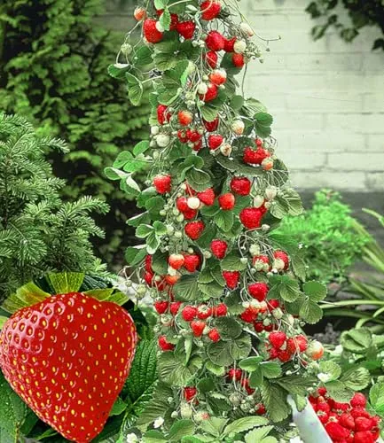 BALDUR Garten Kletter-Erdbeere 'Hummi®' im 7x7 cm-Topf - Schnellwachsende Klettererdbeere, ideal für Sonne bis Halbschatten. Geringer Pflegeaufwand und winterhart – perfektes Highlight für Ihren Garten!