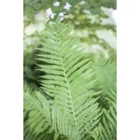 Athyrium Filix-femina Frauenfarn Ca. 9x9 cm Topf