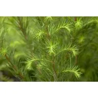 Europäische Lärche (Larix decidua) - 1 St. - Ziergehölz mit saisonaler Dynamik: Die Europäische Lärche begeistert mit goldgelber Herbstfärbung und ist ideal als Solitärgehölz oder Kübelpflanze.