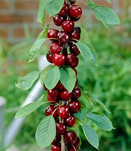 BALDUR Garten Säulen-Kirschen 'Stella', 1 Pflanze, Prunus avium Säulenobst Kirschbaum, winterhart, platzsparende Säule für kleine Gärten, Balkone & Terrassen