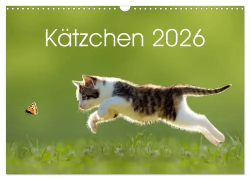 Leoba Leoba | Kätzchen 2026 (Wandkalender 2026 DIN A3 quer), CALVENDO...