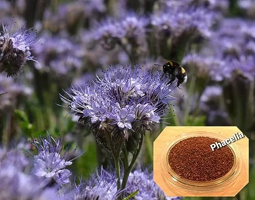 LanDixx Phacelia 2 kg Bienenweide Saatgut Imkerpflanze in blau von LanDixx