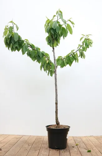 Pflanzen für Dich Obstpflanze Prunus avium 'Büttners Roter Knorpel' - Obstpflanze mit saftigen, roten Kirschen, die ideal für frische Desserts sind. Pflegeleicht und bienenfreundlich, bringt sie Farbe und Leben in jeden Garten.