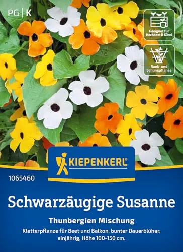Produktbild Kiepenkerl Schwarzäugige Susanne-Samen Thunbergien Mischung 1065460