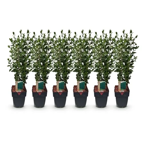 ruta graveolens plant Rue (Ruta graveolens) Perennial
