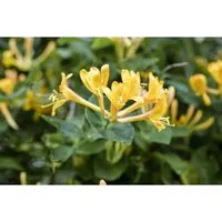 Pflanzen für Dich Kletterpflanze Lonicera heckrottii - Kletterpflanze, bienenfreundlich mit duftenden, zweifarbigen Blüten und ideal für Sichtschutz sowie Begrünung von Zäunen und Pergolen.