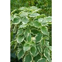Cornus Kousa 'Teresa' – Japanischer Blumen-Hartriegel 80–100 cm - Eleganter Zierstrauch mit weißen Blüten und dekorativem grün-weißem Laub. Ideal für Solitärpflanzungen und Gruppen, bringt Farbe und Struktur in jeden Garten.
