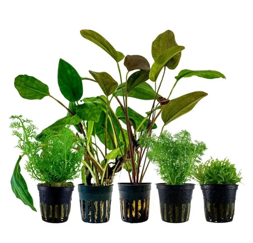 Aquaone Wasserpflanze Pflanzen Set mit 5 Einsteiger Wasserpflanzen Nr.222