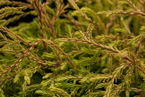 Pflanzen für Dich Lebensbaum Thuja occ. Golden Tuffet, kompakt und goldgelb