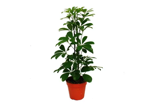Exotenherz Zimmerpflanze Strahlenaralie Schefflera grünlaubig 12cm Topf ca. 40-45cm hoch