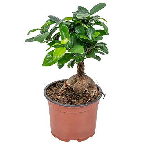 Bloomique - Ficus Ginseng - Bonsai Baum - Zimmerpflanzen - Pflegeleicht - Luftreinigend - Höhe 20-30 cm - Topf 12 cm