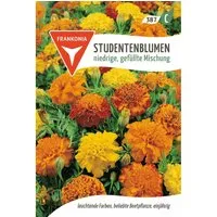 FRANKONIA Studentenblume Niedrige Gefüllte Mischung Tagetes