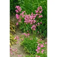 Lychnis Viscaria Feuer Pechnelke Ca. 9x9 cm Topf