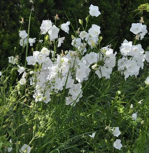 Pfirsichblütige Glockenblume Alba