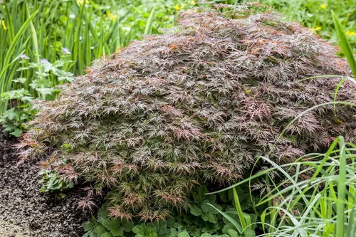 Acer Palmatum Garnet – Japanischer Ahorn mit tiefrotem Laub