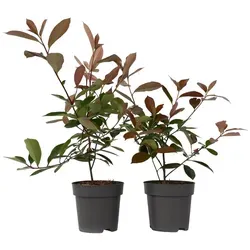 Plant in a Box Glanzmispel - Photinia fraseri Red Robin 30-40cm - Pflanzensamen, beliebter immergrüner Strauch mit leuchtend roten Blättern im Frühjahr und cremeweißen Blüten, ideal für Hecken und als Zierpflanze.