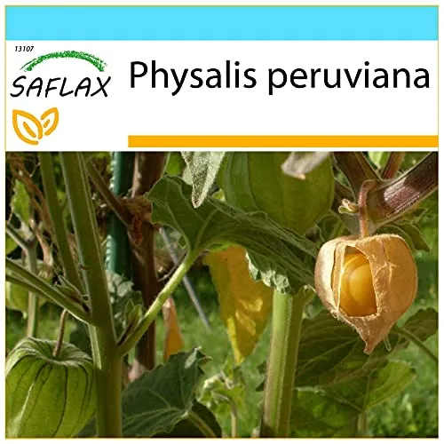 SAFLAX - Geschenk Set - Kapstachelbeere/Andenbeere - 100 Samen - Mit Geschenk- / Versandbox, Versandaufkleber, Geschenkkarte und Anzuchtsubstrat - Physalis peruviana