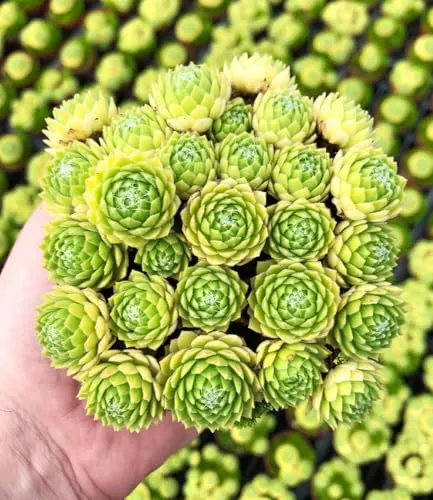 BALDUR-Garten Pflanzen von BALDUR-Garten