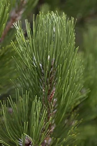 Pinus heldreichii 'Helmers Japan' – Winterharte, immergrüne Bosnische Kiefer für Garten & Kübel
