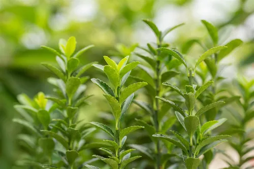 Euonymus japonicus 'Green Empire' - Japanische Spindel für Hecken und Kübel - Immergrün und pflegeleicht, ideal für Hecken und Kübel. Winterhart bis -10 °C, perfekt für jeden Garten. Baumschulqualität mit individueller Entwicklung.